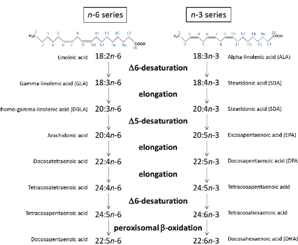 Figure 3 – Metabolic pathways of essential linoleic (18:2n-6) and α-linolenic (18:3n-3) fatty acids