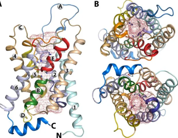 Figure  7  - Monomeric structure of bovine AQP1.  (A)  side  view,  (B)  top  and  bottom  views