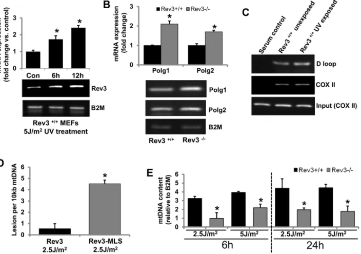 Fig 4. REV3 protects cells from mtDNA damage. (A) RT PCR results showing a time-dependent increase in Rev3 gene expression in Rev3 +/+ cells after UV exposure