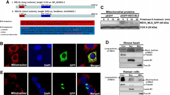 Fig 1. Human REV3L contains a mitochondrial localization signal (MLS) and localizes to mitochondria