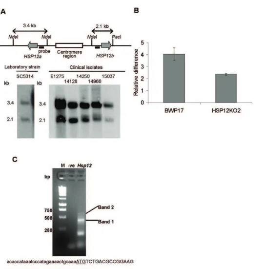 Figure 1. HSP12 differs among yeast species. (A) Two CaHSP12 genes have been identified in C