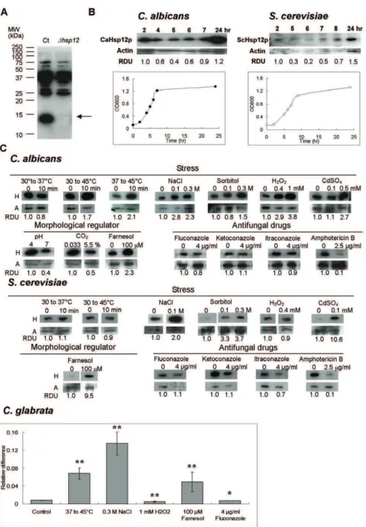 Figure 2. Hsp12p is regulated in response to a wide range of stresses. (A) CaHsp12p is recognized by a polyclonal antibody