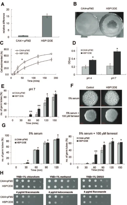 Figure 4. Overexpression of Ca HSP12 in C. albicans . (A) qRT-PCR analysis of the CaHSP12 transcripts in HSP12OE