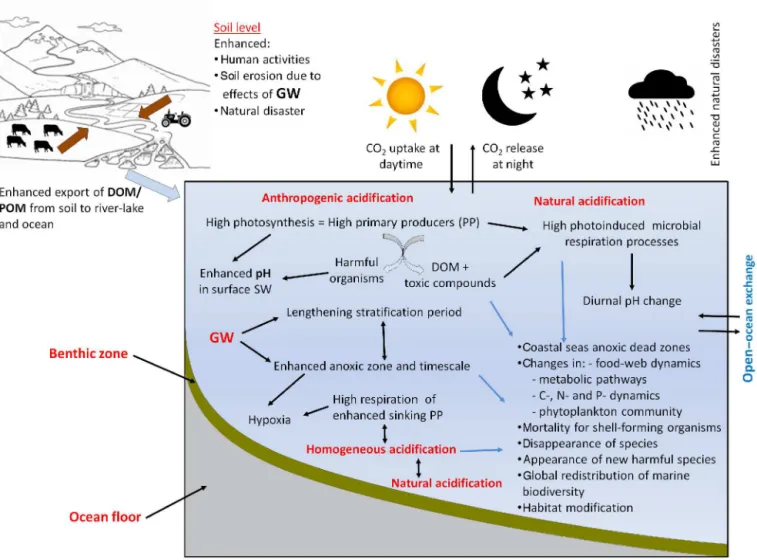 Figure 6. An overview of the potential upcoming ecological and biogeochemical consequences, linking different environmental drivers, processes, and cycles related to acidification in the future ocean.