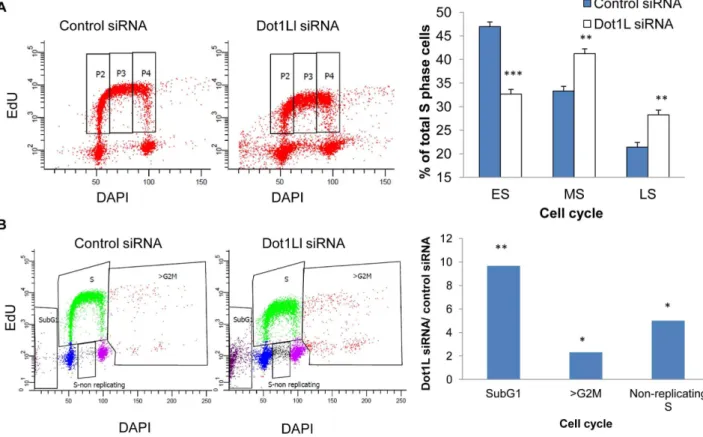 Figure 5. Effects of Dot1L depletion on cell cycle progression. HCT116 cells transfected with siRNA directed against DOT1L or scrambled siRNA control three times, first with a 48 h interval followed by a 72 hr interval