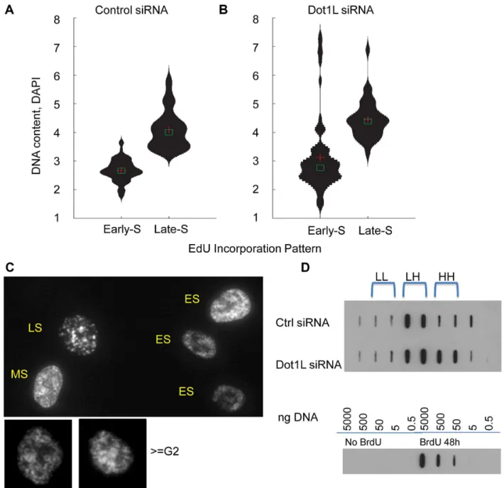 Figure 6. Over-replication in DOT1 L depleted cells. HCT116 cells were transfected with siRNA directed against DOT1L or scrambled siRNA control twice with a 48 h interval, and collected 3 day after the second transfection