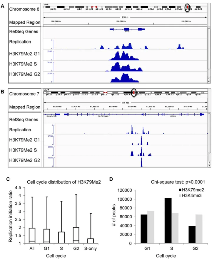 Figure 2. Preferential enrichment of initiation events in H3K79Me2 containing chromatin at the G1 and G2 phases of the cell cycle.