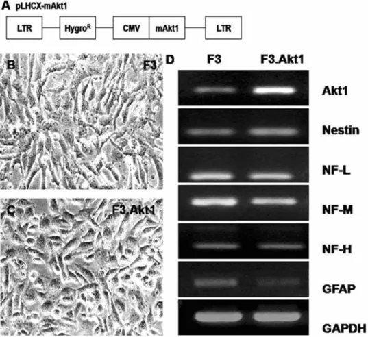 Figure 1. Characterization of human NSC lines. A: The retroviral vector encoding Akt1 (pLHCX.Akt1) used in the present study for the generation of HB1.F3.Akt1 (F3.Akt1) human neural stem cell (NSC) line