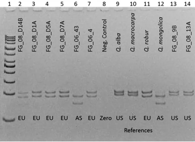 Fig 3. Marker trnDT visualized on a polyacrylamide gel. Lane 1: 50 bp ladder, lane 8: zero control, lane 2–7 and 13–14: analysis of wood-derived DNA, its location is inferred from genotypes, lane 9–12: references from North America (US), Europe (EU) or Asi