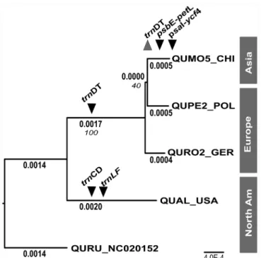 Table 1). Mapping of paired-end reads from the Q. mongolica and Q. robur pools against the Q