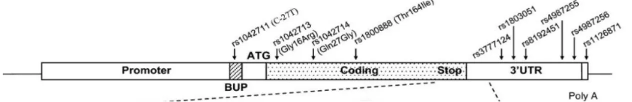 Figura  2  - Representação  do  gene  do  receptor  β-2-adrenérgico.  Neste  esquema  encontra-se  representada a região promotora, o ADBR2 upstream peptide (BUP),  o codão de iniciação ATG, a região  codificante  (picotado),  a  região  3'  não  traduzida