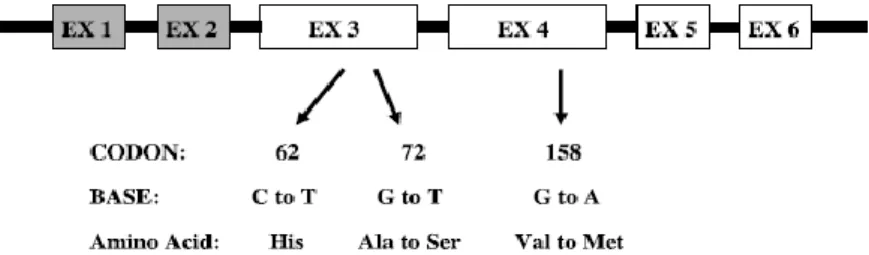 Figura  3  -  Representação  esquemática  da  estrutura  do  gene  da  COMT.  Encontram-se  representados  os  6  exões  do  gene  da  COMT,  em  que  os  dois  primeiros  não  são  codificantes