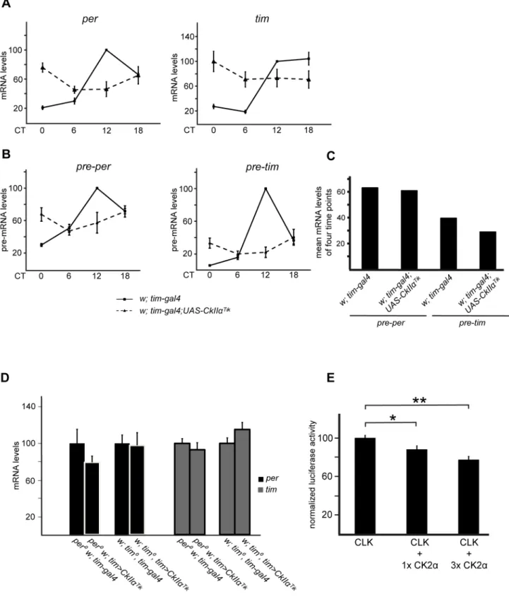 Figure 6. CK2a decreases CLK transcription factor activity. (A–D) Quantitative RT-PCR measurements of per, pre–per, tim, and pre–tim mRNA levels in heads of flies collected at DD1