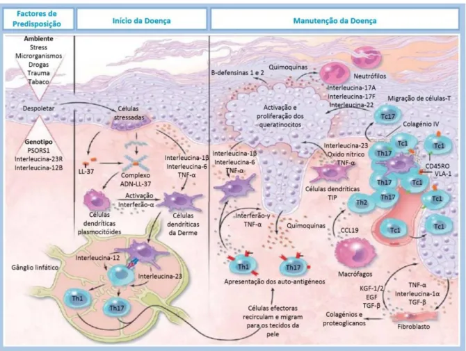 Figura 1.1. Esquema da evolução da lesão psoriásica, Adaptado de Sousa 2015  23