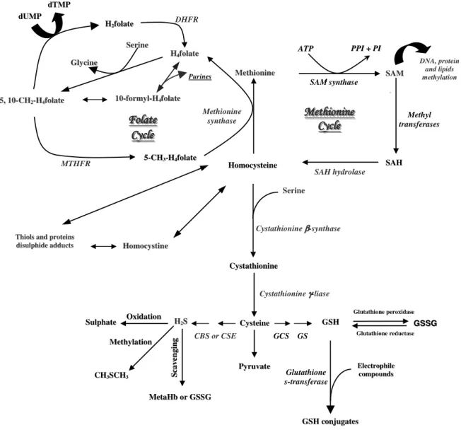 Figura 1.3. Esquema da via do metabolismo da homocisteína. 