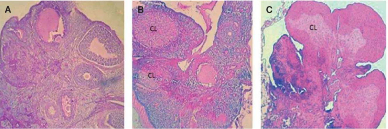 Fig 2: Cross-section from an ovary. A. Control group ovary showed different size follicles and one corpus luteum (CL) that  remained from the previous cycle
