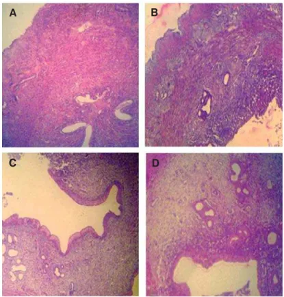 Fig 4: Cross-section from the uterine horn. There are no remarkable histological changes between control