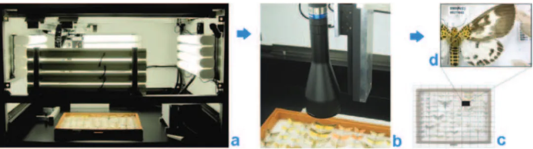 Figure 1. SatScan imaging: a SatScan machine b specimens being imaged c individual frames aligned  d fragment of a stitched image; inal resolution of the stitched image ~11 lines/mm.