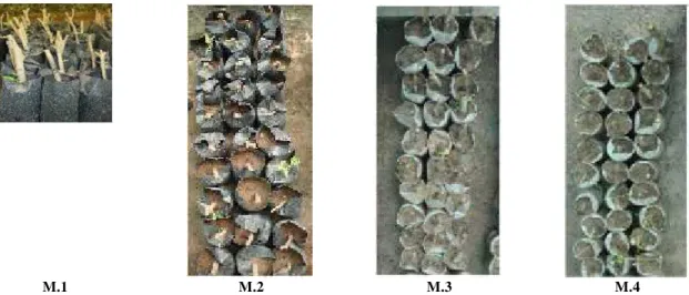 Figure 4. Effect of hormonal pre-treatment on sprouting and survival of different medicinal plant species
