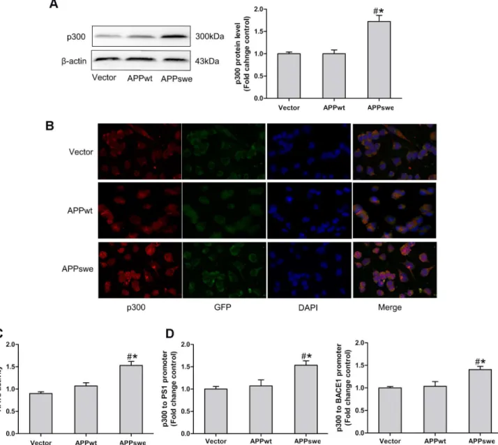 Figure 3. Endogenous p300 was enhanced in N2a/APPswe cells. (A) compared to N2a/APPwt and control cells, the p300 expression was dramatically enhanced in N2a/APPswe cells; (B) overexpression of p300 protein in N2a/APPswe cells was further confirmed by immu
