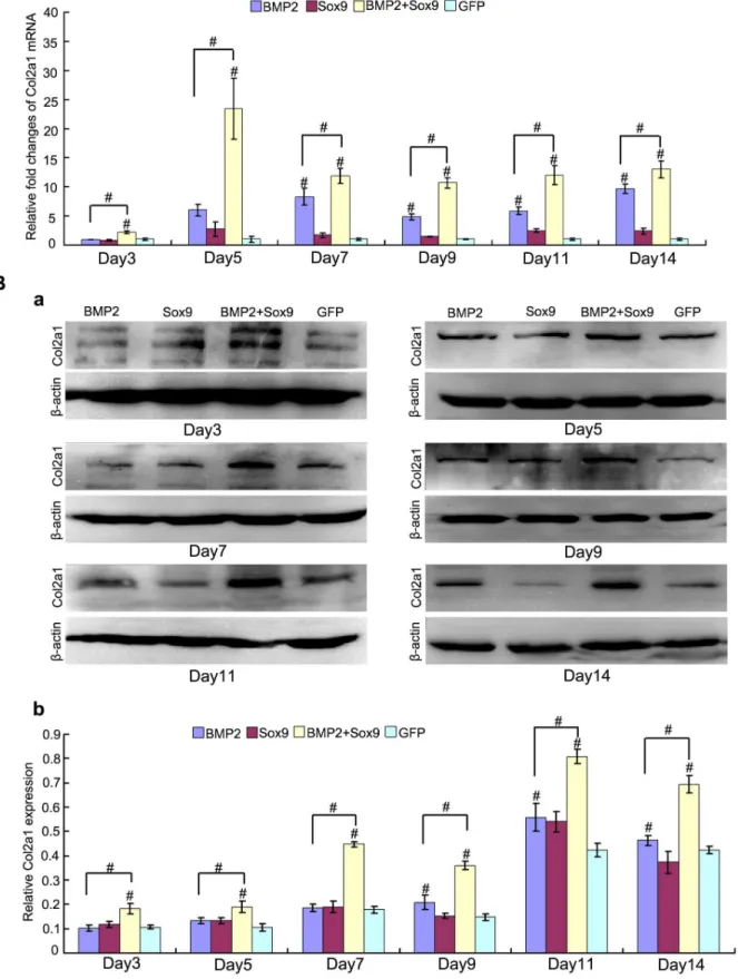 Figure 3. Sox9 potentiates BMP2-induced Col2a1 synthesis in MSCs in micromass cultures