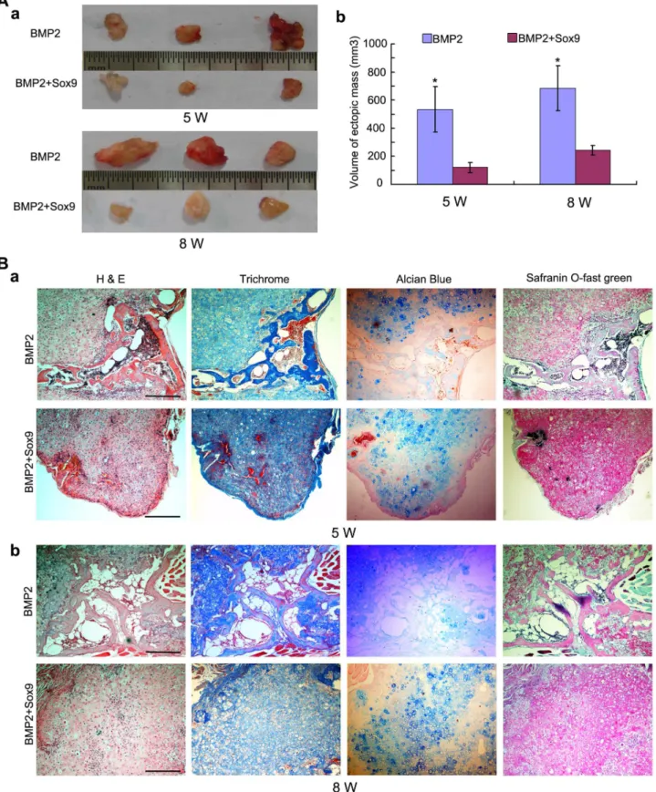 Figure 6. Sox9 potentiates BMP2-induced cartilage formation and inhibits BMP2-induced endochondral ossification in MSCs implantation in vivo