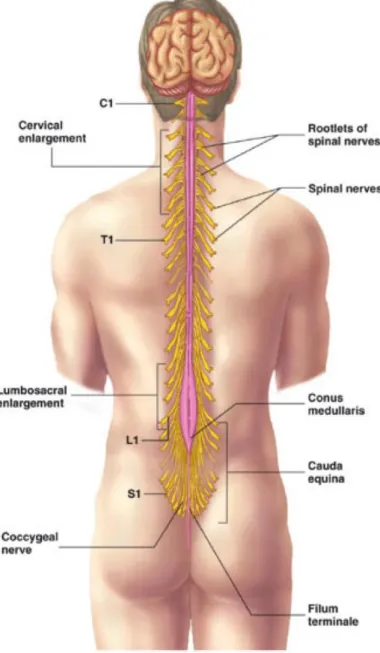 Figure 2.3 – Spinal cord and spinal nerves roots. Figure adapted from [1]. 