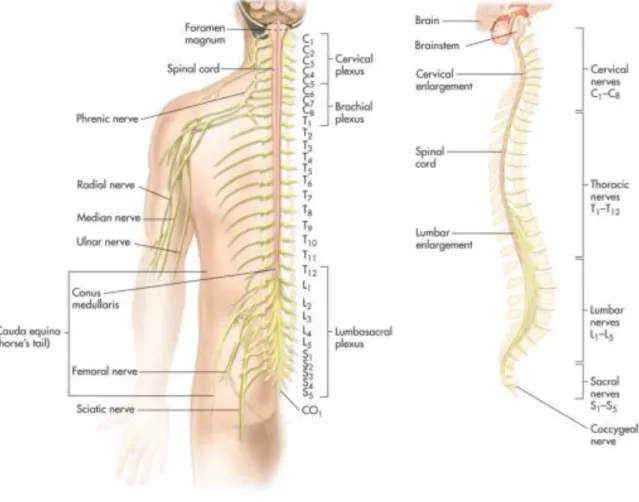 Figure 2.5 – Spinal cord and spinal nerves with their plexuses and branches of these. Figure adapted from [3]