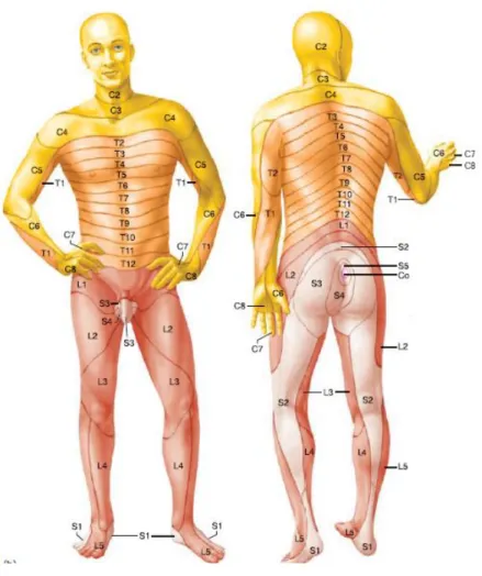 Figure 2.6 – Dermatome map. Figure adapted from [1]. 