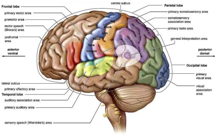 Figure 2.9 – Sensory and motor areas of the lateral side of the left cerebral cortex. Figure adapted from [6]