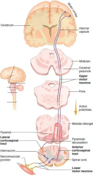 Figure 2.11 – Direct pathways. Upper motor neuron axons descend to the medulla oblongata