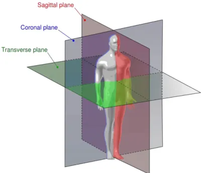 Figure 3.2 – Representation of a segmented human gait cycle. Figure adapted from [17]