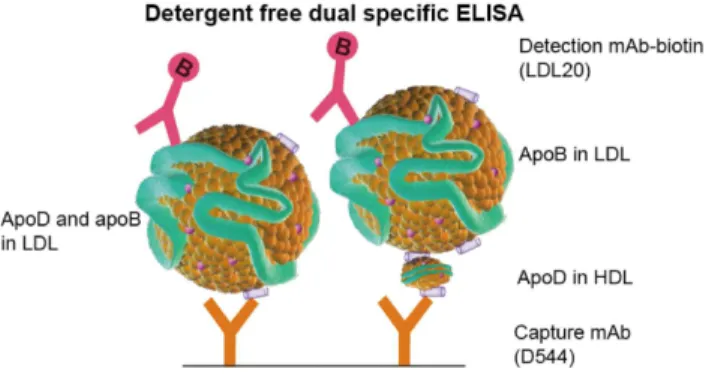 Fig. 1. Detergent-free dual-specific ELISA. The absence of detergent maintains the structure of intact lipoprotein particles
