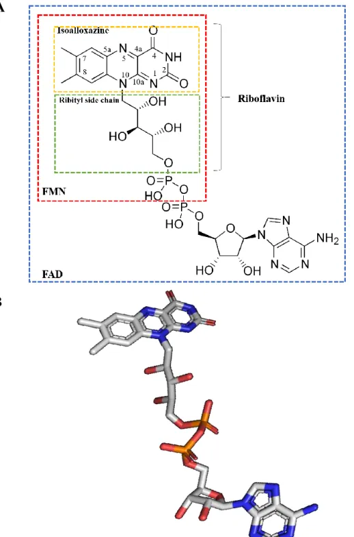 Figure 1. Flavin adenine dinucleotide (FAD). (A) Molecular structure of FAD based on reference (1)