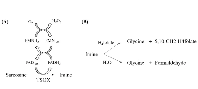 Figure  3.  Schematic  representation  of  redox  reaction  with  TSOX.  (A)  Oxidation  of  sarcosine  by  FAD