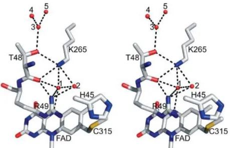 Figure  5.  Stereoview  of  MSOX  (PDB  code:  2GBO)  showing  the  region  above  the  si-face  of  the  flavin  ring