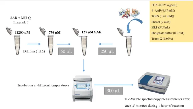Figure 7.  Schematic representation of SOX-coupled assay to monitor the effect of temperature on SOX activity