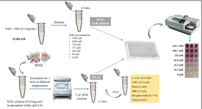 Figure  8.  Schematic  representation  of  SOX-coupled  colorimetric  assay  to  monitor  the  effect  of  substrate  concentration  on  SOX  activity  previously  incubated  at  different  temperatures