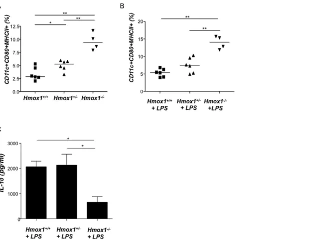 Figure 4. Splenic dendritic cells from Hmox1 +/2 and Hmox1 2/2 female mice are more mature than those obtained from Hmox1 +/+