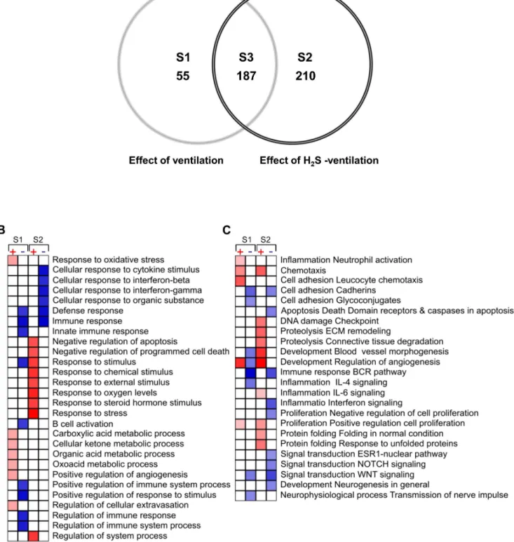 Figure 2. Venn diagram (A) showing the intersections between the lists of differentially regulated genes in response to 6 h mechanical ventilation (effect of ventilation, S1), mechanical ventilation with supplemented H 2 S (effect of H 2 S ventilation, S2)