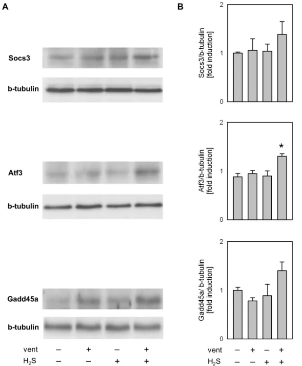 Figure 4. Western blot analysis of lung tissue homogenates showing increase of Socs3, Atf3 and Gadd45a protein synthesis in response to 6 hours ventilation with H 2 S