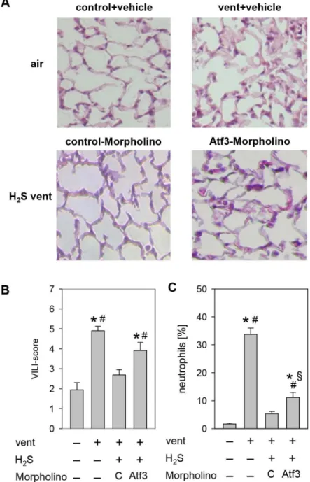 Figure 6. Effect of reduced Atf3 protein synthesis on VILI. (A) Representative pictures of H&amp;E stained lung tissue from control animals and animals mechanically ventilated with synthetic air in the presence or absence of H 2 S