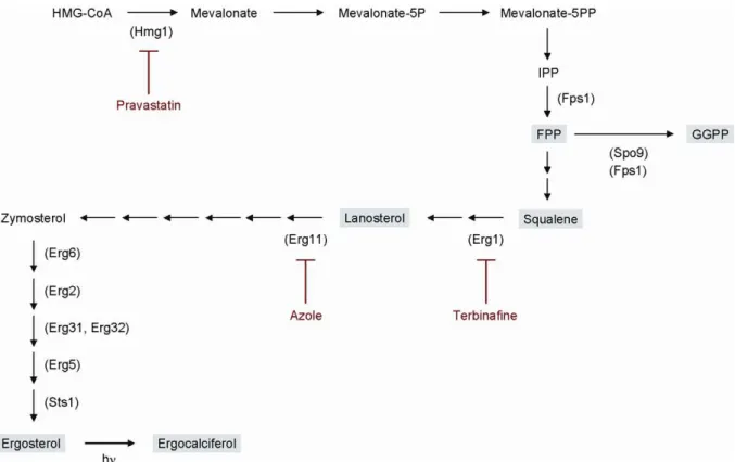 Figure 3. Changes in the levels of squalene and ergosterol in hmg1-1 mutant and wild-type cells treated with pravastatin