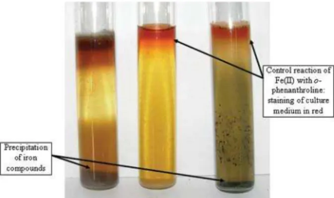 Fig. 1. Growth of Fe(III)-reducing bacteria 