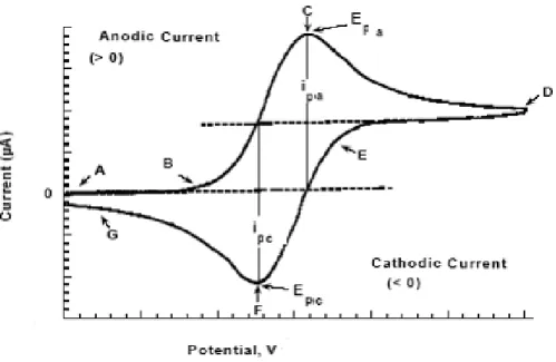 Figure 9.  The expected response of a reversible redox couple during a single potential cycle (Wang,  2001)