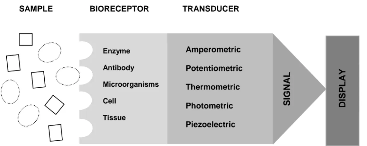 Figure 10. Biosensor system ( adapted from  Terry et al., 2005).  