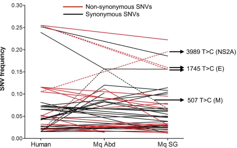 Fig 4. Frequencies of maintained SNVs in the human, mosquito abdomen, and mosquito salivary gland