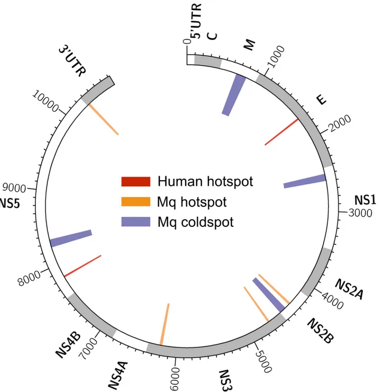 Fig 6. Mutational hot- and coldspots in the DENV2 genome. Circos plot [26] of mutational hot- and coldspots detected in human- and mosquito-derived DENV2 populations