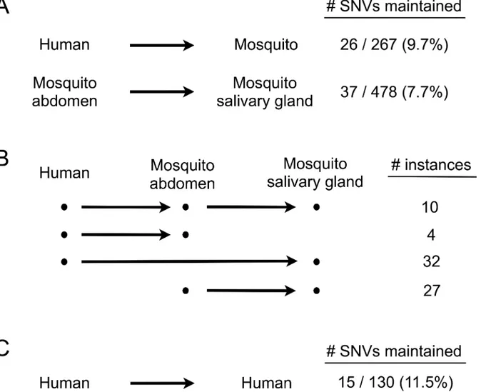 Fig 2. Loss and maintenance of SNVs during horizontal transmission. (A) Percentage of SNVs maintained during transmission from human to mosquito and from mosquito abdomen to mosquito salivary gland