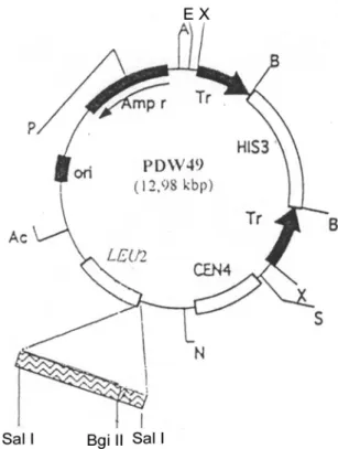 Gambar 1. Struktur plasmid pDW49. 